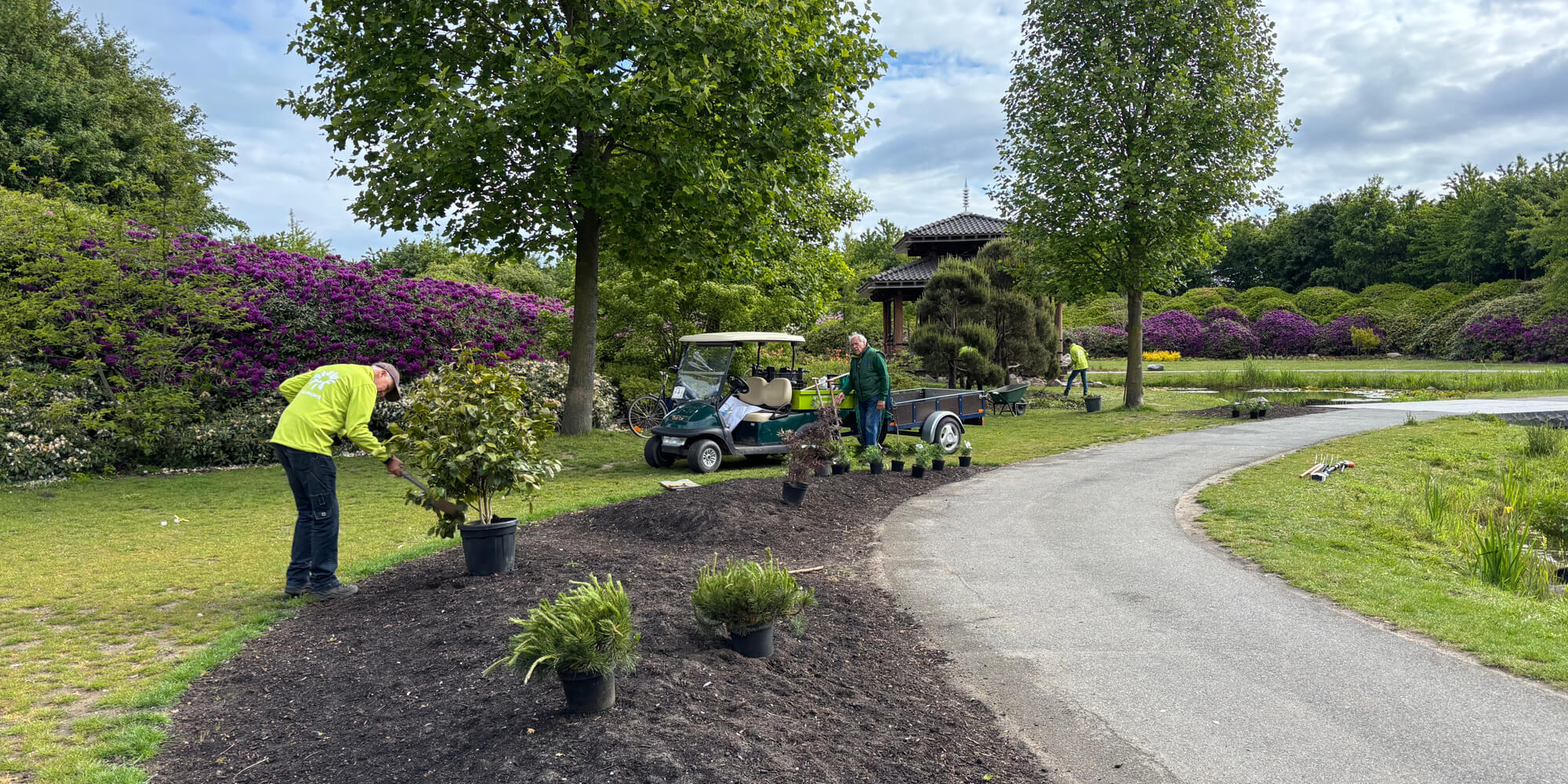 Heesters planten